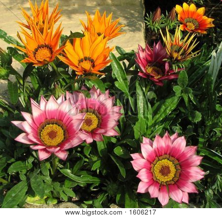 Flores - mezclado Brumilda