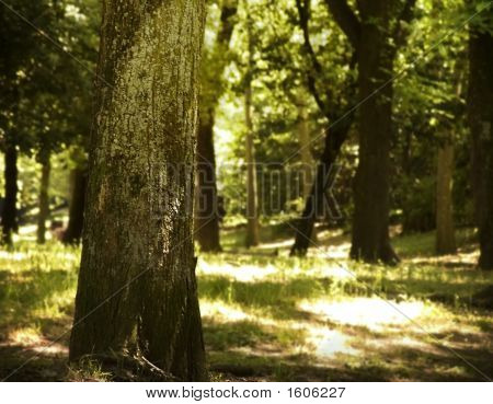 Thewoods