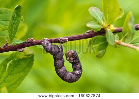 Caterpillar / Caterpillar on leaf close-up. Macro.