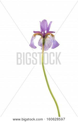 Close up of purple siberian iris isolated on white.