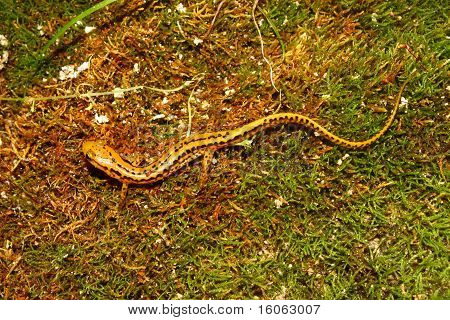 Långstjärtade Salamander (Långsvansad bäcksalamander)