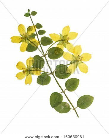 Pressed and dried flowers of loosestrife meadow or tea with green leaves on creeping stem. Isolated on white background. For use in scrapbooking floristry (oshibana) or herbarium.