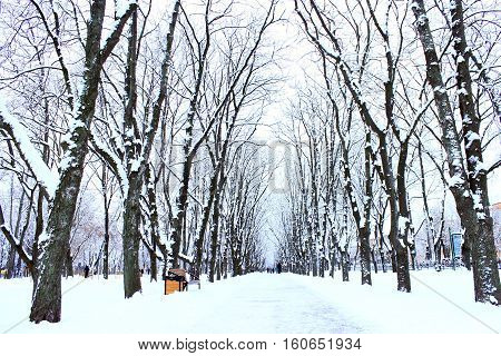 winter beautiful park with many big trees and path