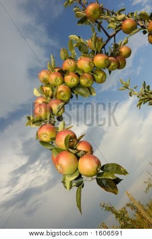Æbler på grenen
