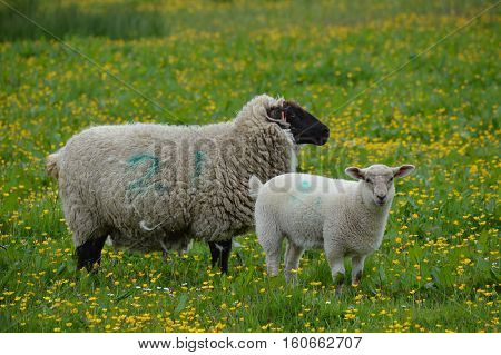 Sheep in the Field in the summer