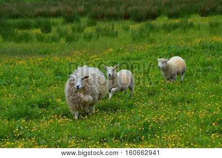Sheep in the Field in the summer