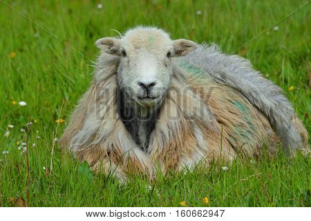 Sheep in the Field in the summer