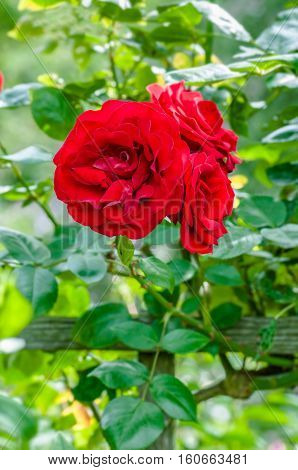Blood red roses in the garden plant cultivation horticulture bunch of flowers