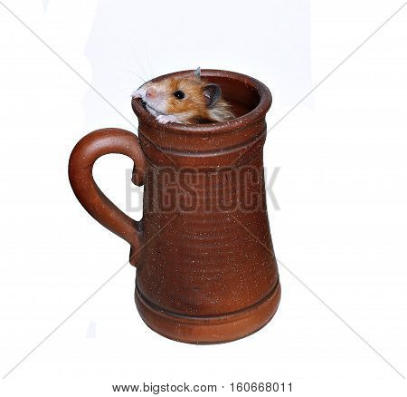 Brown Syrian hamster crawls into a large earthenware beer mug isolated on white background