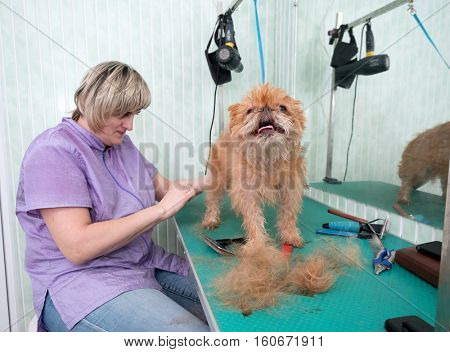 Woman groomer makes trimming Brussels Griffon gog
