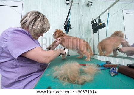 Woman groomer makes trimming Brussels Griffon gog