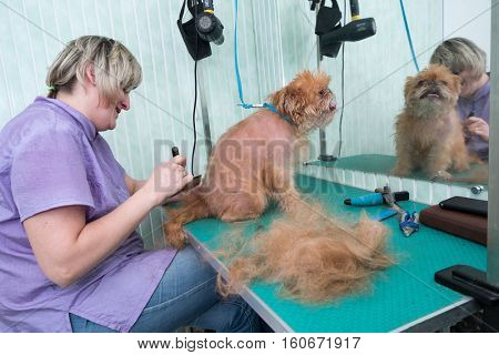 Woman groomer makes trimming Brussels Griffon gog