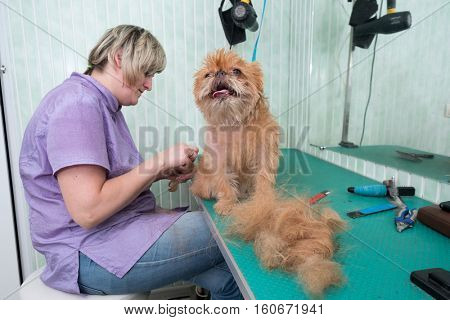 Woman groomer makes trimming Brussels Griffon gog