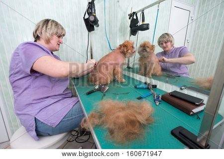 Woman groomer makes trimming Brussels Griffon gog