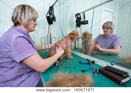 Woman groomer makes trimming Brussels Griffon gog