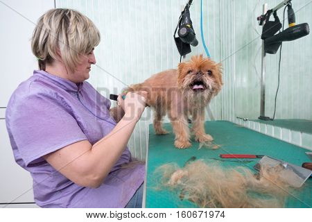 Woman groomer makes trimming Brussels Griffon gog