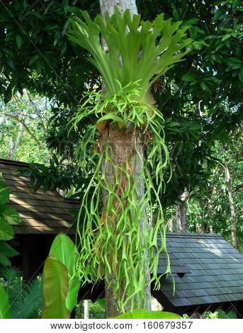 photo scenery beautiful amazing plants epiphytes - Ferns 