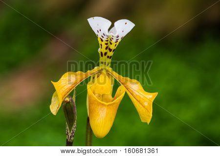 Lady slipper orchid orchidaceae Paphiopedilum villosum of Thailand(Gratrixianum Guillaumin)