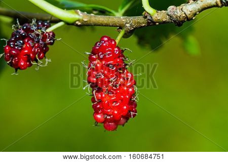 Fresh ripe mulberry berries on tree - Fresh mulberry