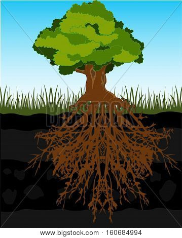 The Big tree and root in ground.Vector illustration