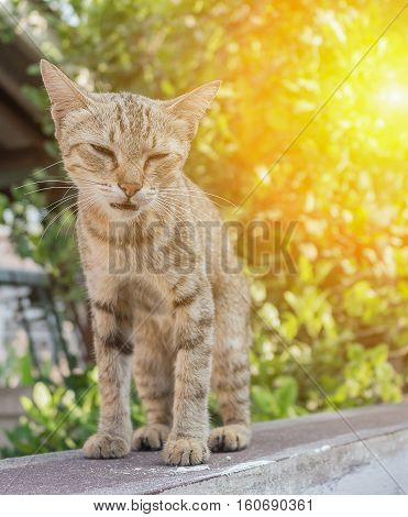 Cat grey with pitiable sad eyes. and colorful blur background with sunset light tone.