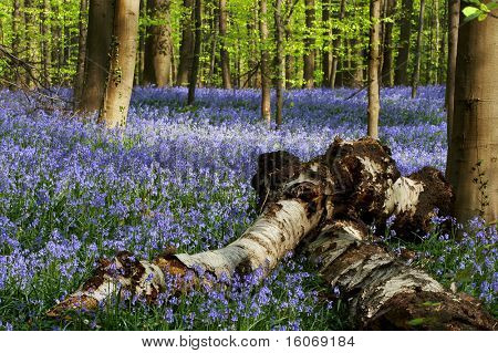 Bukott nyírfa, tavasszal bluebell erdőben