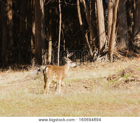 Blacktail buck at edge of Eucalyptus forest in California