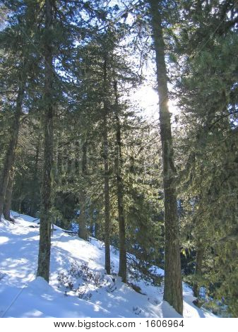 Sapins avec neige au sol, Les Orres, Alpes, France