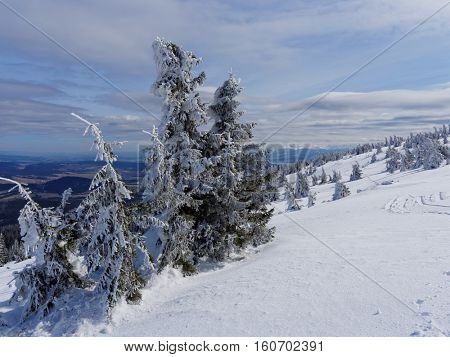 Frozen trees on peak Pilsko in mountains beskid in poland in winter
