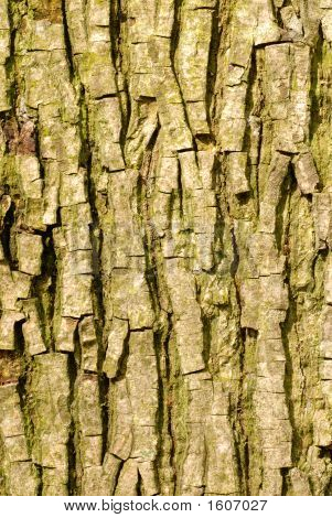 Bitternut Hickory Carya Cordiformis