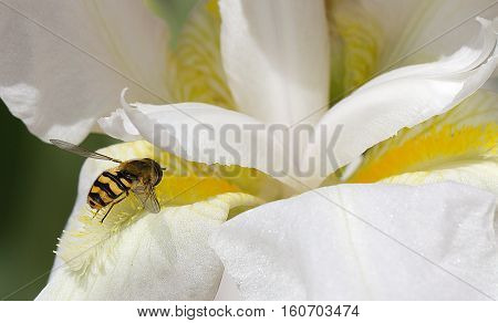 Close up of a honey bee on a white and yellow flower