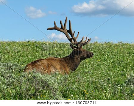 Close up of a large deer (Elk) sitting in grass. Shot at the Grand Teton National Park, US. This is one of the largest deer species on the planet.