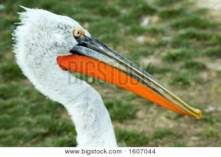 Crested Pelican