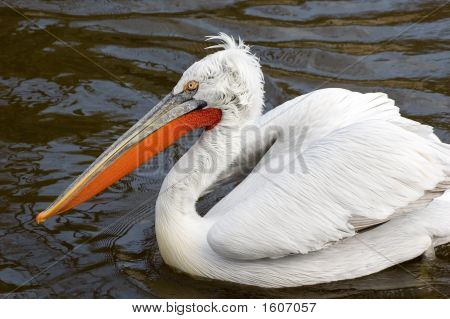 Crested Pelican