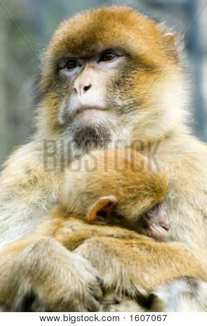 Macachi
