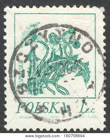MOSCOW RUSSIA - CIRCA NOVEMBER 2016: a post stamp printed in POLAND shows a dandelion the series 