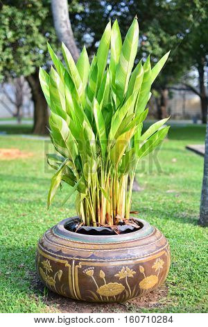 Bloosom Galanga in the old clay pot.