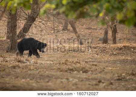 Big beautiful sloth bear male is searching termites/wild animal in the nature habitat/India