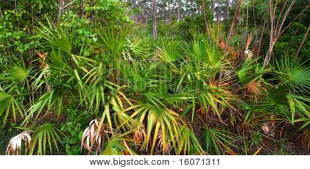 Palmetto sub-bosque - Everglades