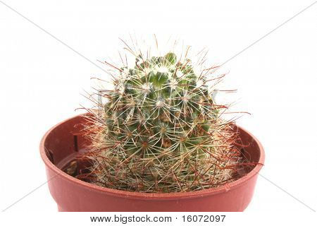 Cactus em vaso