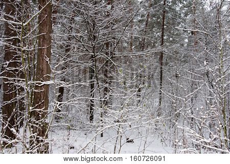 On the black branches of the tree lies a thick layer of snow (lots). The photo was taken in winter. The background is blurred.