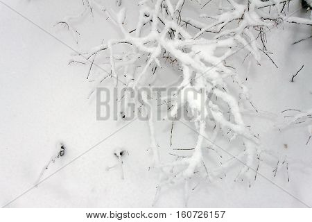 On the black branches of the tree lies a thick layer of snow (lots). The photo was taken in winter.