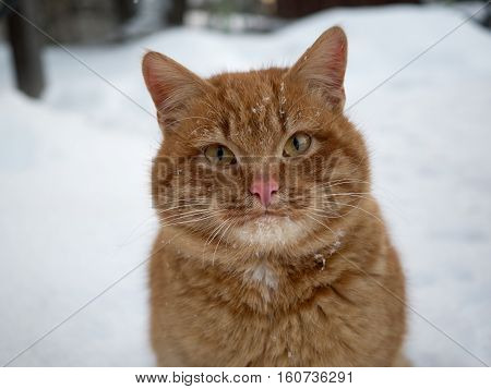 Portrait of a red cat frozen street. Cat in the snow against the backdrop of snowflakes. The concept of the problem of stray animals