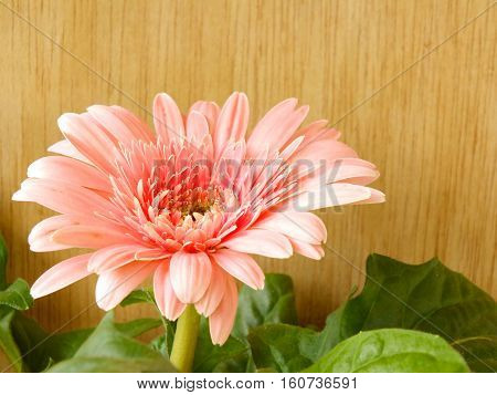 Beautiful Bright Pink Disy Gerbera On Wooden Background