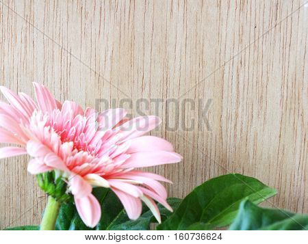 Beautiful Bright Pink Disy Gerbera On Wooden Background