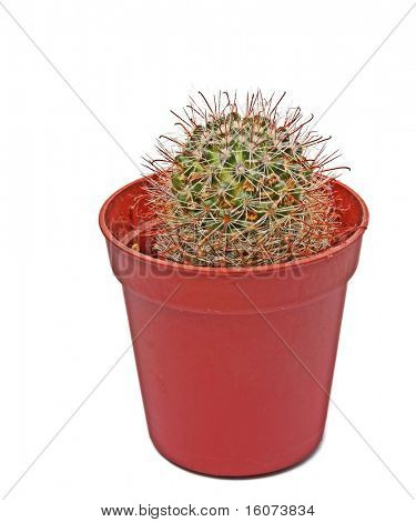 Cactus em vaso