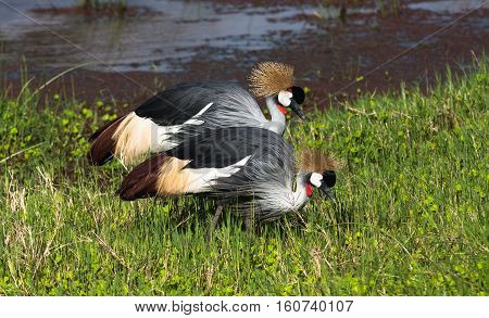 Two crowned crane. African birds. Samburu, Kenya