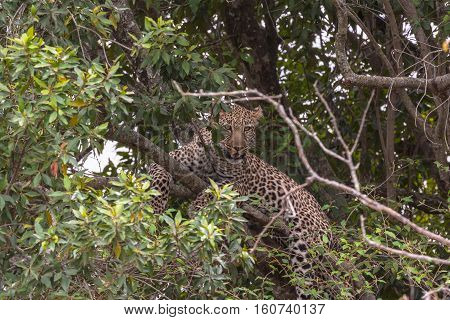 The leopard waiting prey. Masai Mara, Kenya