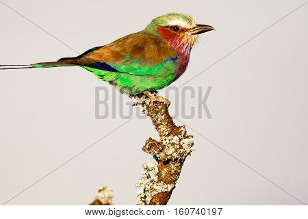 Roller on the tree. SweetWaters. Birds. Kenya, Africa