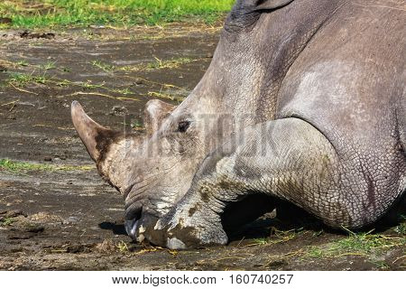 Do not touch the rhino - he sleeps. Nakuru, Kenya